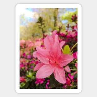 Spring Azaleas Sticker